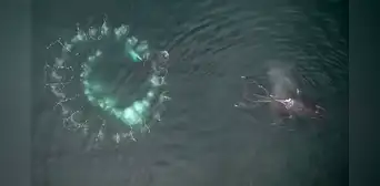 Un animal marino elabora sus propias herramientas para cazar: puede capturar hasta 7 veces más presas Un animal marino elabora sus propias herramientas para cazar: puede capturar hasta 7 veces más presas