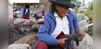 Pareja de ancianos en Ayacucho lo perdieron todo por el trágico impacto de un rayo: mató a sus 50 ovejas Pareja de ancianos en Ayacucho lo perdieron todo por el trágico impacto de un rayo: mató a sus 50 ovejas