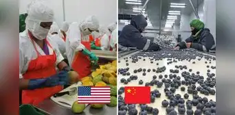 Este producto natural peruano fue el más exportado en el 2024: EE. UU. y China lideran compras Este producto natural peruano fue el más exportado en el 2024: EE. UU. y China lideran compras