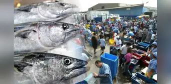 ¿Sabes como reconocer el pescado fresco de otro congelado? Conoce el paso a paso, según Produce