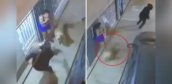 Perritos frustran asalto y hacen huir a delincuentes armados en Piura: cámaras captaron intento de atraco Perritos frustran asalto y hacen huir a delincuentes armados en Piura: cámaras captaron intento de atraco