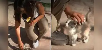 Reportera cubría la detención de delincuentes, pero un gatito se llevó la atención: “Me lo quiero llevar”