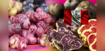 Estos tipos de papas oriundas del Perú serán exportados desde 2025: se prevé superar los US$80 millones
