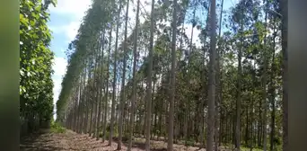 Esta es la infusión milagrosa que podría limpiar las flemas de forma natural y aliviar la mucosidad de tu garganta