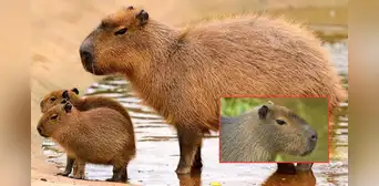¿Por qué los capibaras no pueden ser considerados como mascotas? Tres datos esenciales sobre este gran roedor