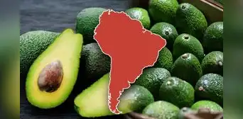 El país de Sudamérica que conquistó a China con su palta y superó a Chile: vendió 50.000 toneladas de "oro verde" El país de Sudamérica que conquistó a China con su palta y superó a Chile: vendió 50.000 toneladas de "oro verde"