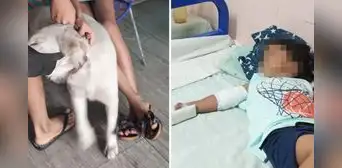 Niño casi pierde el brazo tras mordida de perro en Iquitos: dueños de can solo dieron S/50 para gastos médicos