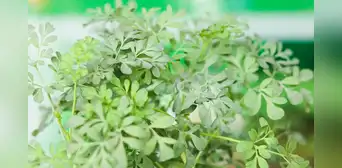 10 beneficios de la ruda: ¿para qué sirve, cuáles son sus propiedades y cómo se prepara?