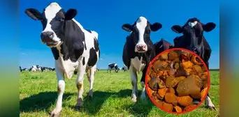 El multimillonario negocio de China que cotiza más que el oro: ofrecen hasta 5.800 dólares por 28 gramos de este producto