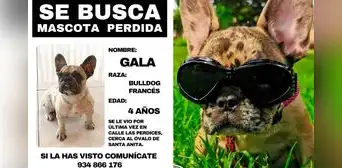 Perrita desaparece tras ser entregada a cuidadora: sospechan que mascota está encerrada y ofrecen recompensa por su retorno