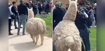Alpaca sorprende a turista en Cusco con movimiento inesperado: "¡Hazte a un lado, humano!" Alpaca sorprende a turista en Cusco con movimiento inesperado: "¡Hazte a un lado, humano!"