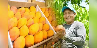 ¿El precio del mango seguirá bajando tras caer a S/0,20 el kilo? Esto dice el Midagri sobre lo que pasará con la fruta en los próximos meses