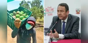 Conveagro rechaza propuesta del Midagri de suspender siembra de mangos por tres años Conveagro rechaza propuesta del Midagri de suspender siembra de mangos por tres años
