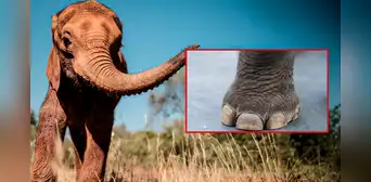 Abuelo murió pisoteado por un elefante mientras trataba de proteger a sus nietos del animal en Sudáfrica