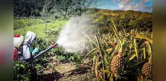 Agroquímicos en piñas del Perú podrían causar cáncer y alzhéimer: "Lavarlas no garantiza eliminar pesticidas"