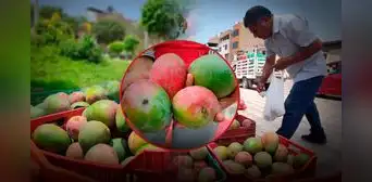 Crisis del mango en Perú: agricultores en alerta mientras el Gobierno impulsa la frambuesa como solución Crisis del mango en Perú: agricultores en alerta mientras el Gobierno impulsa la frambuesa como solución