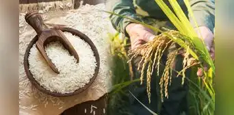 Científicos chinos crean un arroz que sobrevive en suelos extremos: hallazgo que podría salvar la agricultura