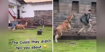 Turista australiano huyó aterrado en Cusco tras ser perseguido por una llama: “Solo le tomé una foto” Turista australiano huyó aterrado en Cusco tras ser perseguido por una llama: “Solo le tomé una foto”