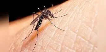 El médico cubano que transformó la salud pública en EE. UU.: descubrió el mosquito que transmite la fiebre amarilla El médico cubano que transformó la salud pública en EE. UU.: descubrió el mosquito que transmite la fiebre amarilla