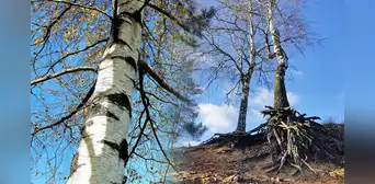 Científicos descubren un árbol que descontamina los suelos de microplásticos usando sus raíces Científicos descubren un árbol que descontamina los suelos de microplásticos usando sus raíces