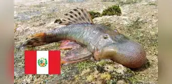 Científicos descubren 26 nuevas especies en el Amazonas peruano, incluido un pez con cabeza de globo Científicos descubren 26 nuevas especies en el Amazonas peruano, incluido un pez con cabeza de globo