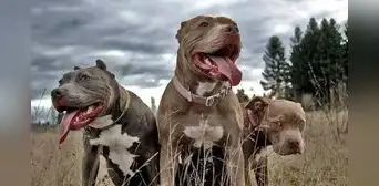 Hombre es condenado a 475 años de prisión tras encontrar 100 pitbulls desnutridos atados en el patio de su casa en Georgia