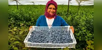 Exportación de productos agrícolas orgánicos creció 32,3%: ¿cuáles fueron los más destacados? Exportación de productos agrícolas orgánicos creció 32,3%: ¿cuáles fueron los más destacados?
