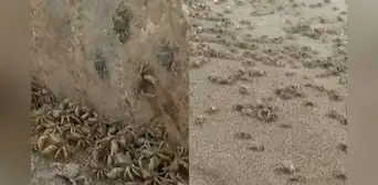 Municipalidad de Chorrillos cierra la playa La Herradura por incremento de presencia de cangrejos Municipalidad de Chorrillos cierra la playa La Herradura por incremento de presencia de cangrejos
