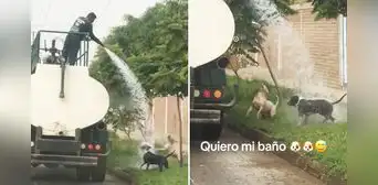 Trabajador municipal bañó a perritos callejeros en Lima ante el intenso calor: "Son como niños" Trabajador municipal bañó a perritos callejeros en Lima ante el intenso calor: "Son como niños"
