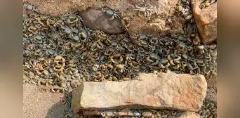 Miles de cangrejos invaden la playa La Herradura en Chorrillos: conoce las causas de este evento Miles de cangrejos invaden la playa La Herradura en Chorrillos: conoce las causas de este evento
