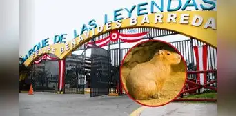Parque Leyendas lanza el 'Capibara Fest': usuarios podrán interactuar con Wilson, concursar con disfraces y ver artistas sorpresa Parque Leyendas lanza el 'Capibara Fest': usuarios podrán interactuar con Wilson, concursar con disfraces y ver artistas sorpresa