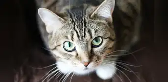 Estudio científico revela un truco fácil para lograr comunicarse con los gatos