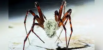 Científicos descubren una especie de hongo capaz de convertir a las arañas en zombis Científicos descubren una especie de hongo capaz de convertir a las arañas en zombis
