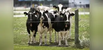 Nuevo caso de zoonosis: detectan "salto" de gripe aviar H5N1 en vacas por primera vez en Nevada, Estados Unidos Nuevo caso de zoonosis: detectan "salto" de gripe aviar H5N1 en vacas por primera vez en Nevada, Estados Unidos
