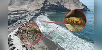 Miles de cangrejos aparecen en la playa La Herradura en Chorrillos: ¿de qué especie se trata y qué los atrajo?