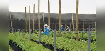 Proyecto Olmos: La fuerza del agua que transformó la economía de Lambayeque Proyecto Olmos: La fuerza del agua que transformó la economía de Lambayeque