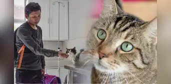 ¿Cuánto tiempo demora un gato en olvidar a sus dueños? Esto debes saber sobre los mininos