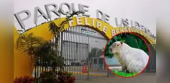 Entradas gratis al Parque de las Leyendas y celebración del ‘Capibara Fest’: conoce la fecha y los requisitos Entradas gratis al Parque de las Leyendas y celebración del ‘Capibara Fest’: conoce la fecha y los requisitos