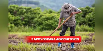 Claudia Sheinbaum anuncia 3 nuevos apoyos para agricultores en 2025: conoce cuáles son para postular Claudia Sheinbaum anuncia 3 nuevos apoyos para agricultores en 2025: conoce cuáles son para postular