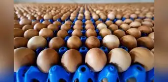 ¿Por qué hay escasez de huevos en Estados Unidos? Esta sería la razón de la baja producción y alza de precios ¿Por qué hay escasez de huevos en Estados Unidos? Esta sería la razón de la baja producción y alza de precios