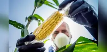 Gremios agrarios rechazan proyecto del Congreso que busca anular moratoria a los transgénicos