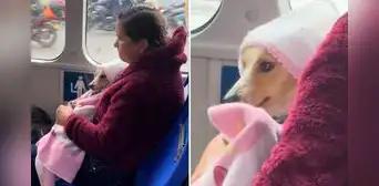 Mujer enternece en bus al abrigar a su pequeño perrito como si fuera un bebé: “La bendición” Mujer enternece en bus al abrigar a su pequeño perrito como si fuera un bebé: “La bendición”