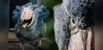El picozapato, un 'ave prehistórica' que come cocodrilos, serpientes y logra medir igual que un humano