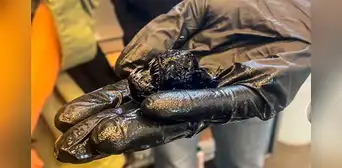 Muere pez diablo negro tras solo semanas de ser avistado en España: cuerpo fue llevado a museo de Tenerife Muere pez diablo negro tras solo semanas de ser avistado en España: cuerpo fue llevado a museo de Tenerife