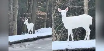 Captan un raro ciervo albino en bosque y clip viral cautivó a usuarios: "¿Expecto patronum?" Captan un raro ciervo albino en bosque y clip viral cautivó a usuarios: "¿Expecto patronum?"