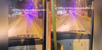 Perrito genera tráfico en el carril del Metropolitano en Comas y en redes dicen: "¿Cómo le explico esto a mi jefe?" Perrito genera tráfico en el carril del Metropolitano en Comas y en redes dicen: "¿Cómo le explico esto a mi jefe?"