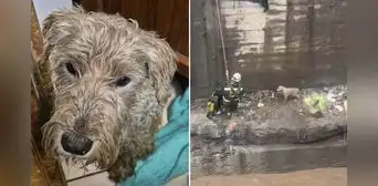 Policías y bomberos salvan a cachorro atrapado en torrentera de Arequipa: "¡Héroes sin capa!" Policías y bomberos salvan a cachorro atrapado en torrentera de Arequipa: "¡Héroes sin capa!"