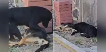 Perrito lucha por levantar a can envenenado y el final es conmovedor: "Un amigo nunca se va"