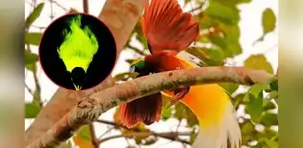 Descubren en Sudamérica un ave que brilla en la oscuridad y podría cambiar la forma en que estas especies cortejan
