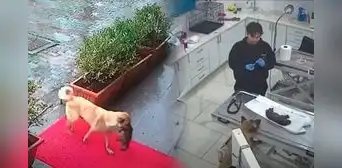 Perrita callejera sorprende al llevar a su cachorro al veterinario para salvarlo de hipotermia